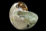 Polished Fossil Nautilus (Cymatoceras) - Madagascar #140432-2